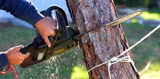 Best Arborist Consultation Services  in Turlock, CA