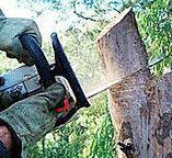 Best Tree Health Inspection  in Turlock, CA