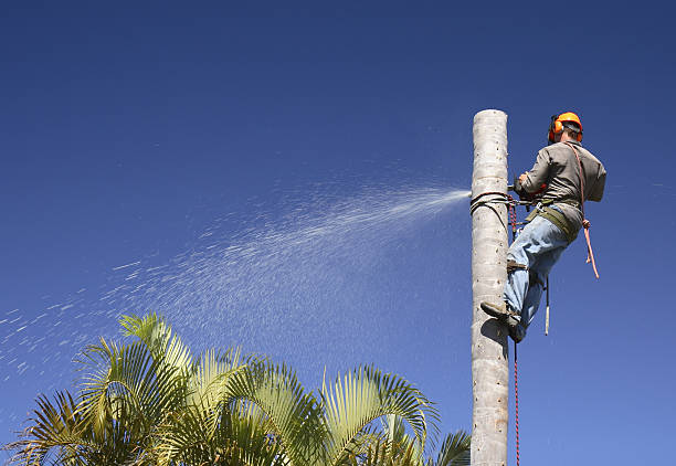 Best Aeration Services  in Turlock, CA