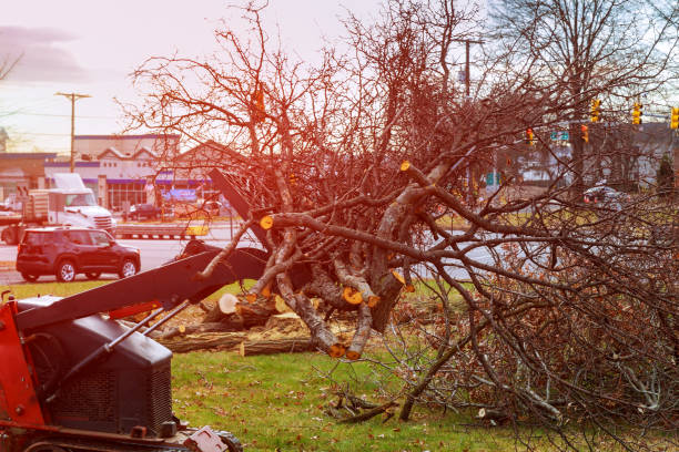 Best Tree Removal  in Turlock, CA