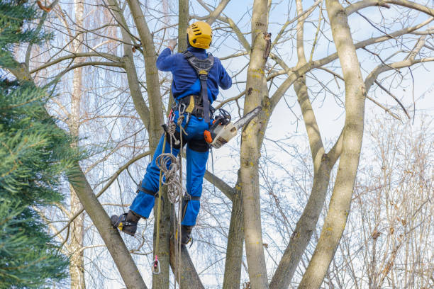 How Our Tree Care Process Works  in  Turlock, CA