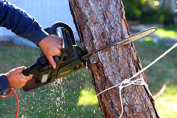 Best Tree Cabling and Bracing  in Turlock, CA