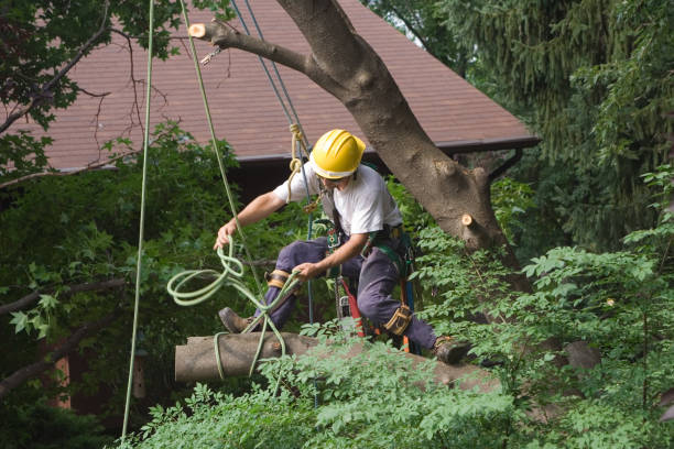 Best Weed Control  in Turlock, CA