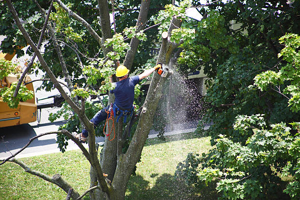 Best Pest Control for Lawns  in Turlock, CA